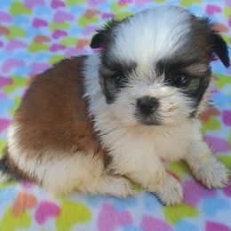 Shih Tzus from Shalonne MillerStone's Shih Tzu
