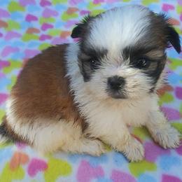 Shih Tzus from Shalonne MillerStone's Shih Tzu
