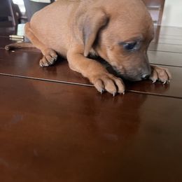 Bear - Red male Redbone Coonhound puppy in Grove Oak, Alabama from Karsen Sprouse