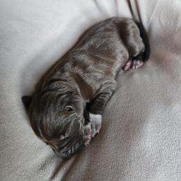 Sugarfoot - Liver roan female German Shorthaired Pointer puppy in Enfield, Illinois from Wilson Farm GSPs