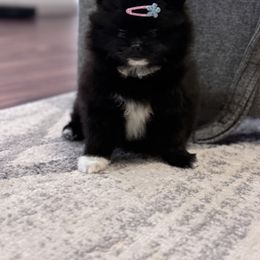 Pomeranian Puppies from Pomeranian experts