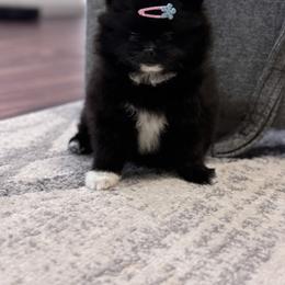 Pomeranian Puppies from Pomeranian experts