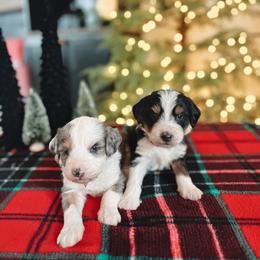Bernedoodle Puppies from SR. Doodle pupps