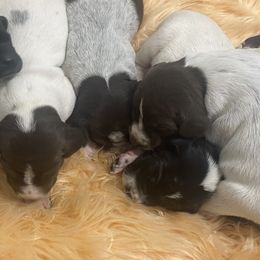 Male 3 - Black and white male German Shorthaired Pointer puppy in Hardeman County, Tennessee from Howell Farm GSP