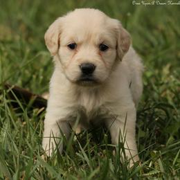 Violet's Purple Girl - Light golden female Golden Retriever puppy in Idaho Falls, Idaho from Once Upon A Dream Kennels