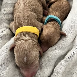 Bernedoodle Puppies from Pyper Bernedoodles SATX