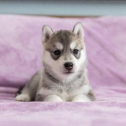 Blaze - Gray and white female Siberian Husky puppy in North Miami, Florida from Kardrovi Siberians