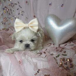 Selene - White female Shih Tzu puppy in Riverside, California from Be Dazzled Shihtzu