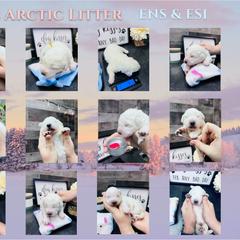 Border Collie and Maremma Sheepdog Puppies from 2J 2K Border Collies & Maremma Sheepdogs