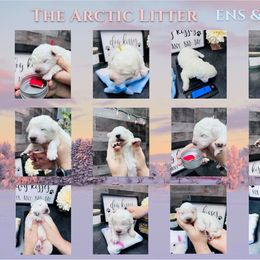 Border Collie and Maremma Sheepdog Puppies from 2J 2K Border Collies & Maremma Sheepdogs