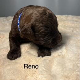 Reno - Chocolate male Goldendoodle puppy in New Ringgold, Pennsylvania from Hawk Mountain Doodles