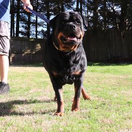 Nikki - Rottweiler