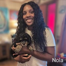 Nola Roux - Black and tan female Cockapoo puppy in Sunset, Louisiana from Cano Cockapoos