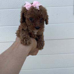 Tammy - Red  female Poodle puppy in Mint Hill, North Carolina from DoodleForever