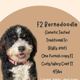 Rose - Bernedoodle