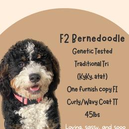 Rose - Bernedoodle