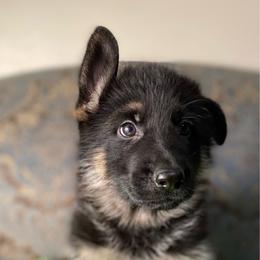 Lime collar boy - Black and tan male German Shepherd puppy in Coleta, Illinois from Four Leaf Farm- Vom Vierblättriges Bauernhof