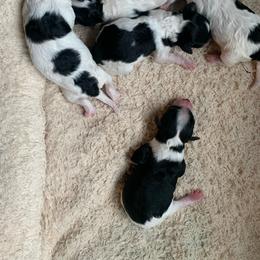 Girl 1 - Parti female Poodle puppy in Haddam, Kansas from Golden B Acres