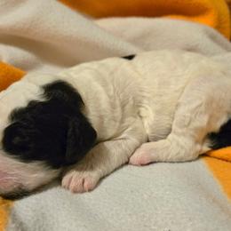 Girl 1 - Black and white female Bernedoodle puppy in Mckenzie, Tennessee from Small Town Doodles & Poodles