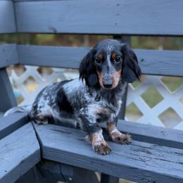 Tilly - Piebald female Dachshund puppy in Ranger, Georgia from Muscadine Meadows Poodles and Doodles