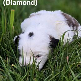 Saint Bernard Puppies from Eagle Mountain Saints