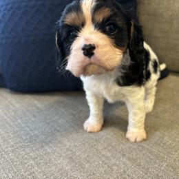 Cavalier King Charles Spaniel Puppies from Krawczyk's House of Cavaliers
