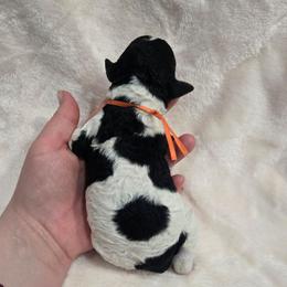 Thor, Marvel litter, orange collar - Black and white male Sheepadoodle puppy in Ashton, Idaho from Kerr Kanine Ranch