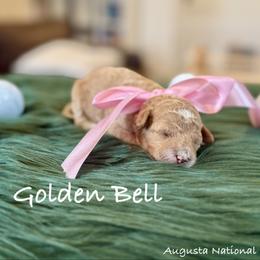 Golden Bell - Apricot female Poodle puppy in Salem, Oregon from Lavish Poodles