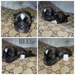 Rocky - Brindle male Shih Tzu puppy in Coolidge, Arizona from Shih Tzu’s  ‘N’ Love