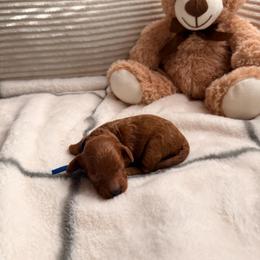 Benji (blue collar) - Red  male Poodle puppy in Blaine, Washington from Midwest Miniature Poodles