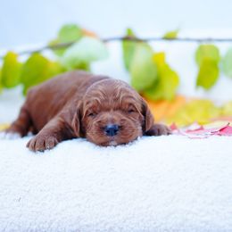 Kodak - Red  male Goldendoodle puppy in Washington from Doodle Love