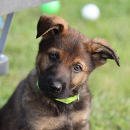Wizard - Sable German Shepherd puppy in Hamptonburgh, New York from Uber Dem Bach German Shepherds
