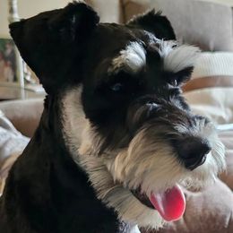 Australian Cattle Dogs and Miniature Schnauzers from B & E Farms