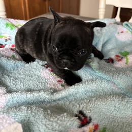 Poppy - Brindle and white female French Bulldog puppy in Alabama from Southern Bulldogs