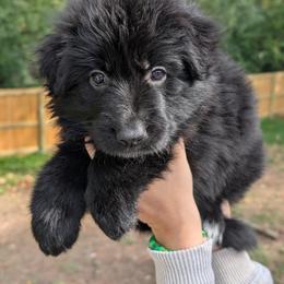 Carma - Black female German Shepherd puppy in Hayward, Wisconsin from League of Shepherds