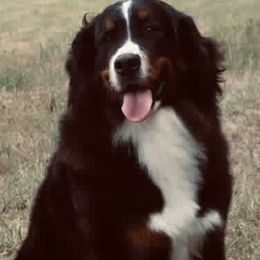 Myra - Bernese Mountain Dog