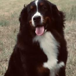 Myra - Bernese Mountain Dog