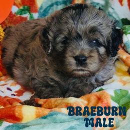 Braeburn - Merle male Goldendoodle puppy in Beecher, Illinois from Erica’s Doodles