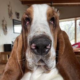 Cypher - Basset Hound