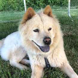 Peach - Chow Chow