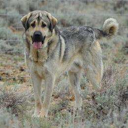 Bridger - Anatolian Shepherd Dog