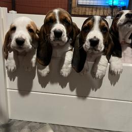 Basset Hound All Grown Up from Shauna Jones Family Basset Hounds