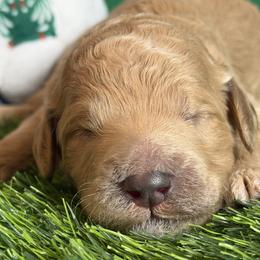 Girl 4 - female Goldendoodle puppy in Auburn, Indiana from Cooper’s Doodles