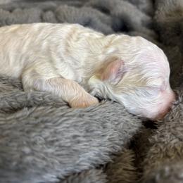 Saint - Cream male Cavapoo puppy in Gap, Pennsylvania from Luxe Cavapoo LLC