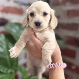 Dachshund Puppies from Bayou d’Elara Dachshunds