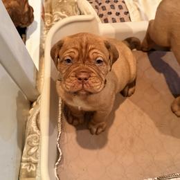 Boy 2 - Red male Dogue de Bordeaux puppy in Summit, New Jersey from Bolshaya Bordeaux