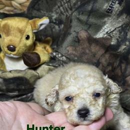 Hunter - Cream male Poodle puppy in West Point, Mississippi from Golden Paws
