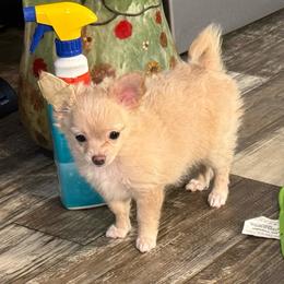 Butter - Gold female Chihuahua puppy in Summerfield, Florida from Uey’s Chihuahuas