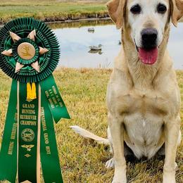 Labrador Retrievers and Pembroke Welsh Corgis from FLK Corgis