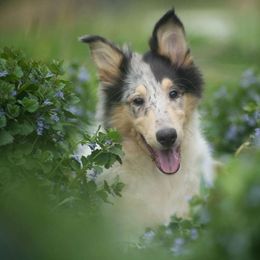 Siren - Blue merle white and tan Collie puppy in Virginia from Blackberry Hills Cattle dogs and Collies